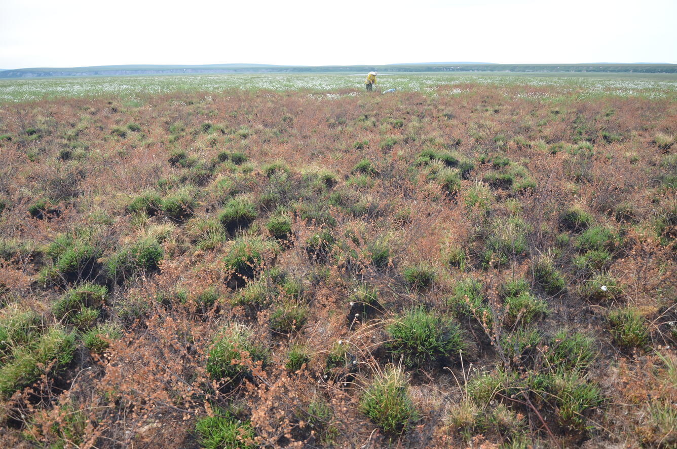 Man shown in the distance working at the edge of a brownish burned area of tundra