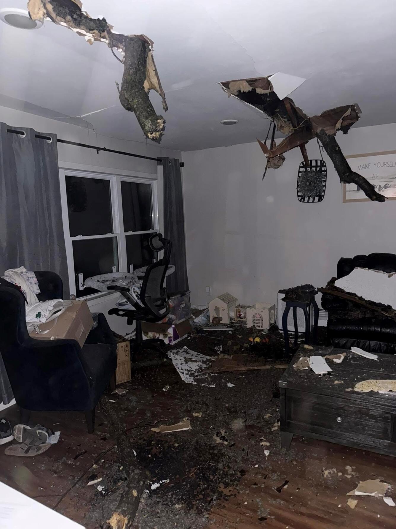 Tree pierces through a residential ceiling.