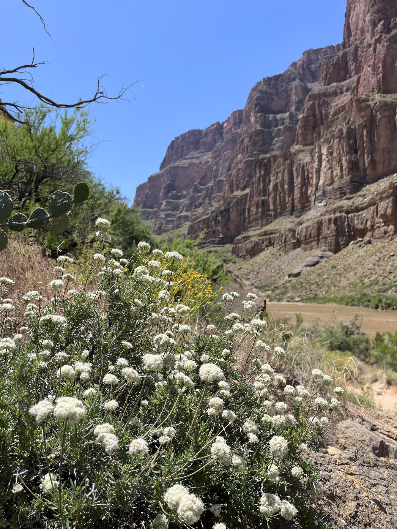 A native plant, Eriogonum sp., beside the Colorado River in Grand Canyon
