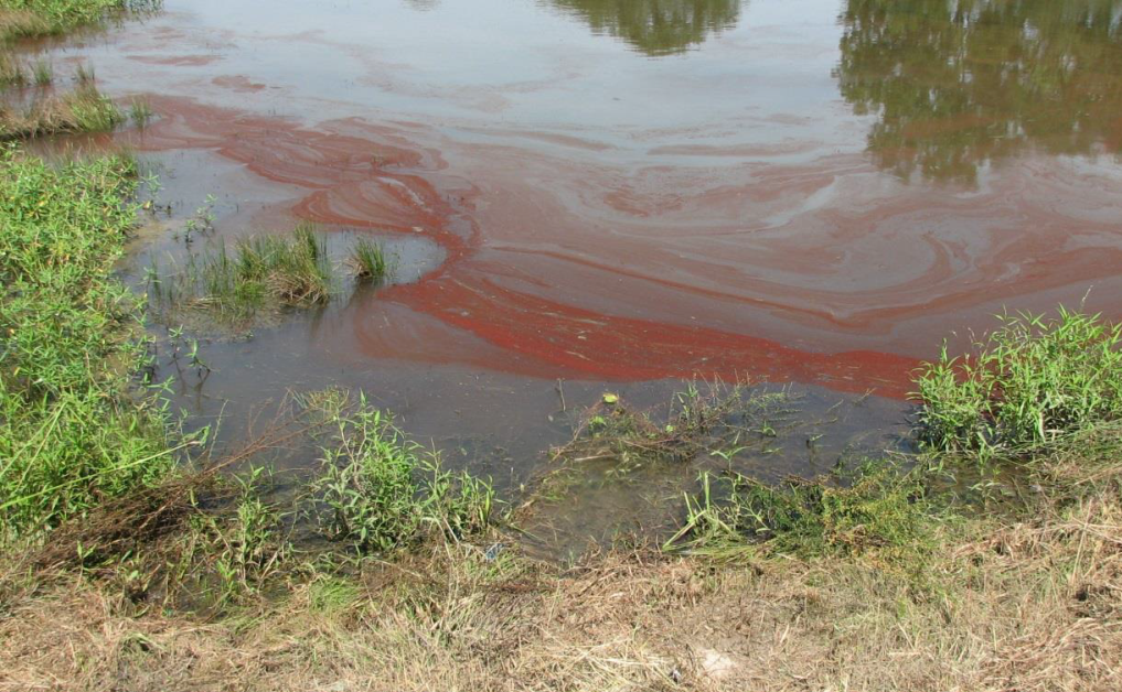 Euglena Bloom