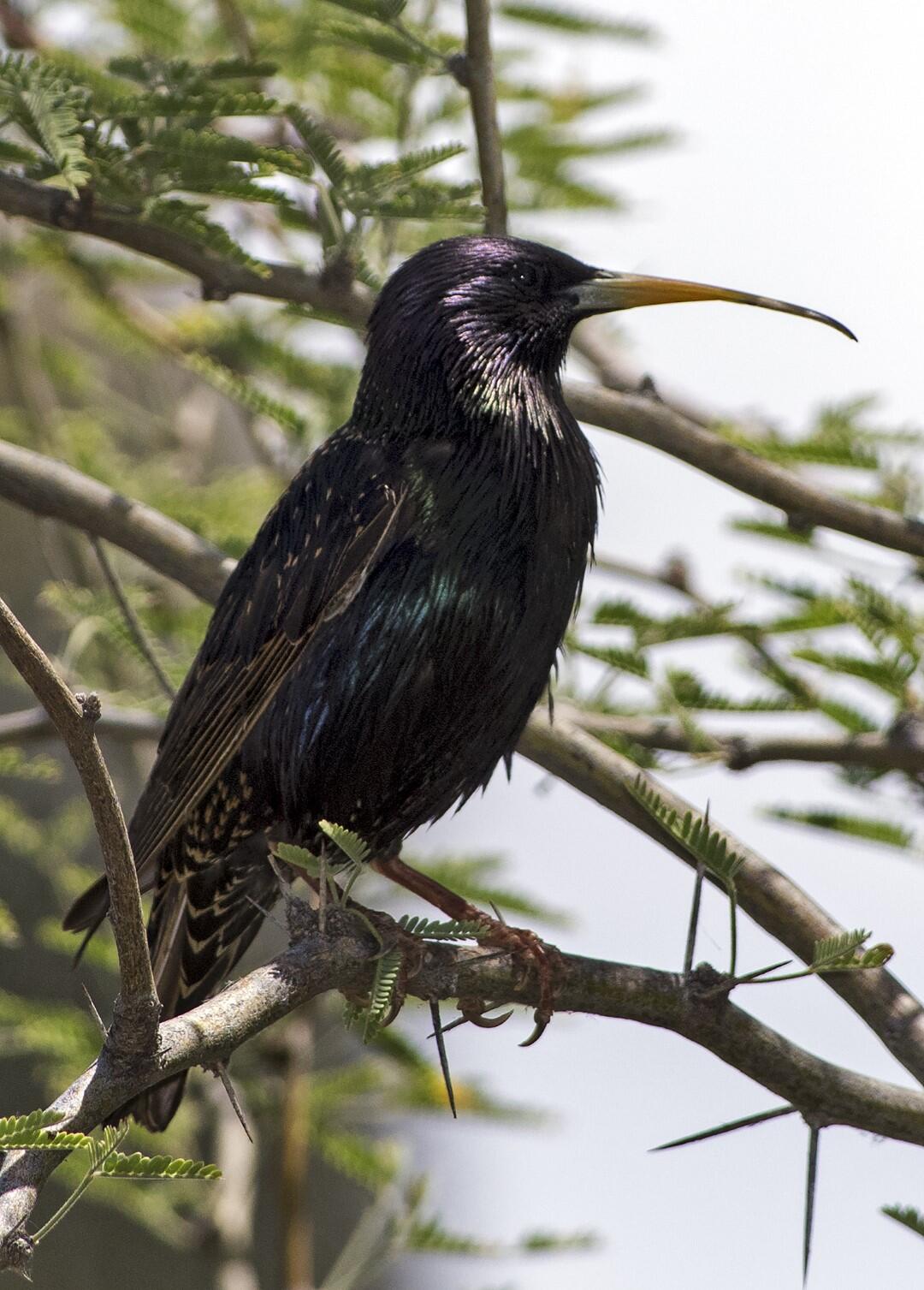 Dark bird with purplish-green iridescent feathers and elongated yellow beak perched on a branch.