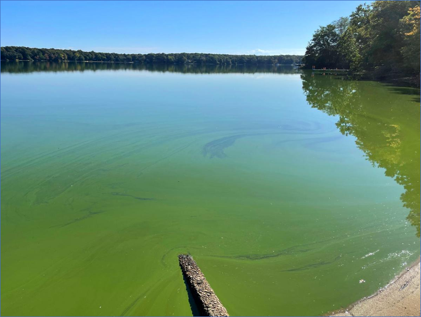 An image of a lake with green algae growth on the surface of the water.