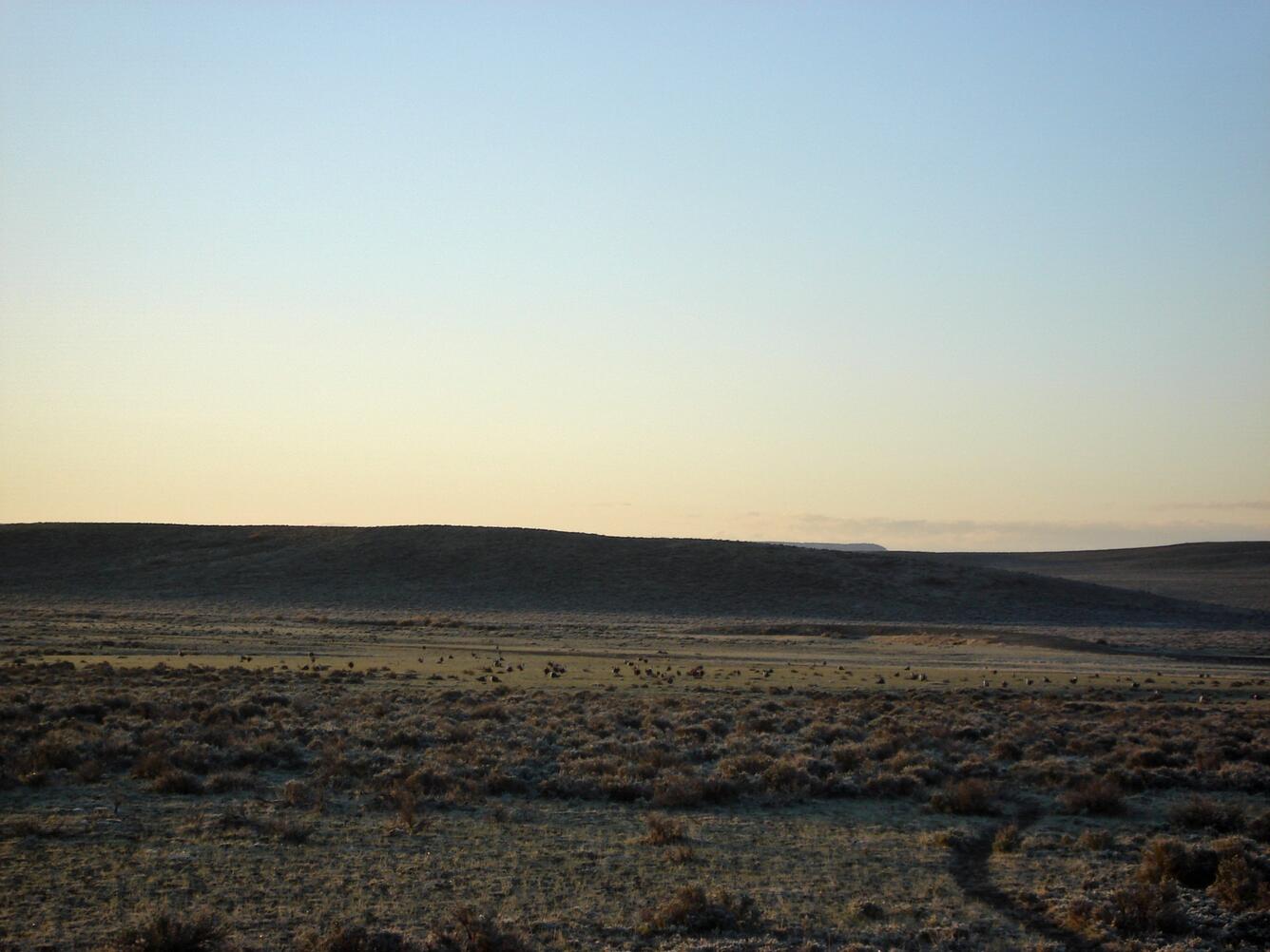 Greater sage-grouse lek in central Wyoming