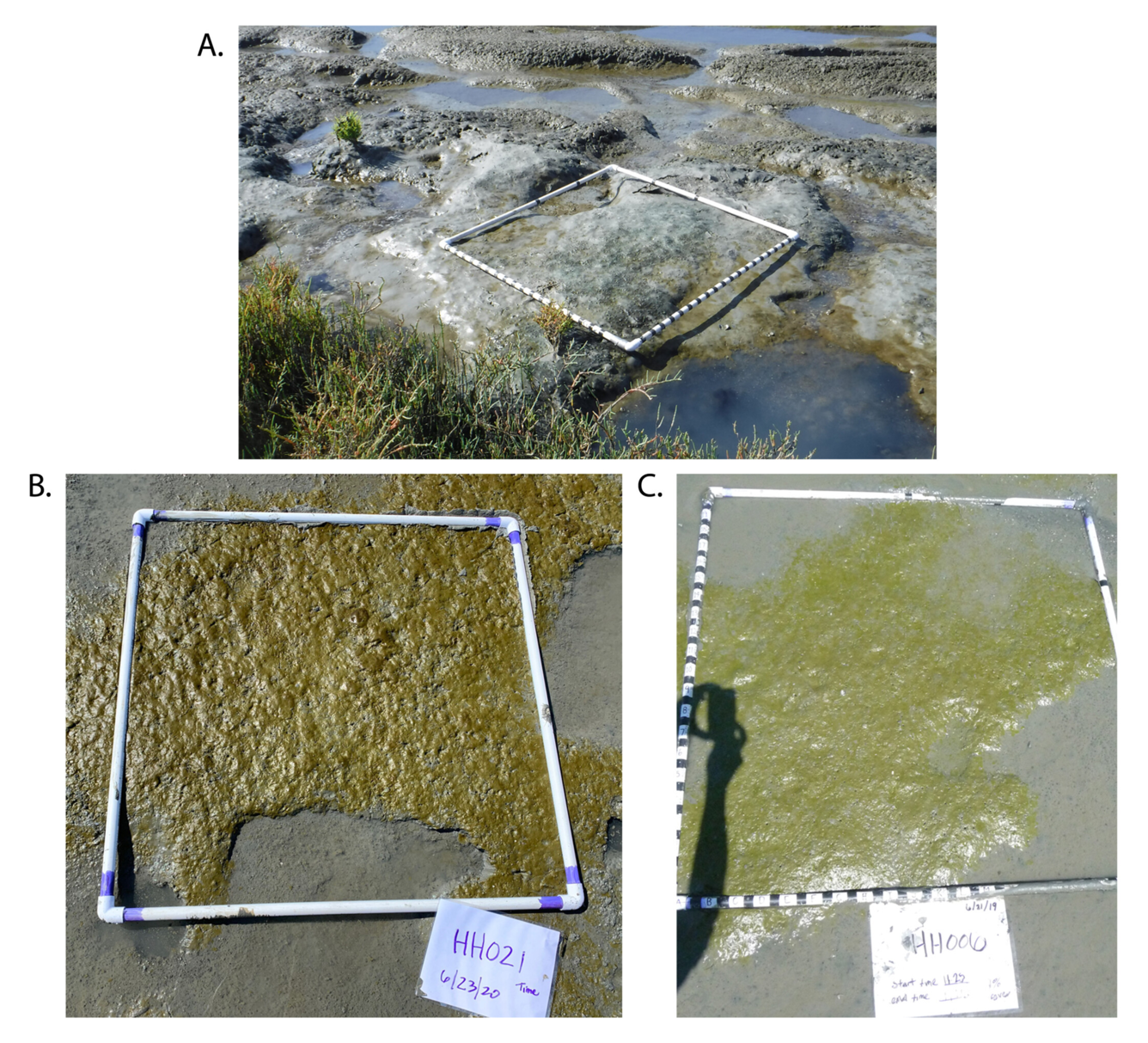 Examples of three types of intertidal biofilms observed at study sites with varying pigmentation