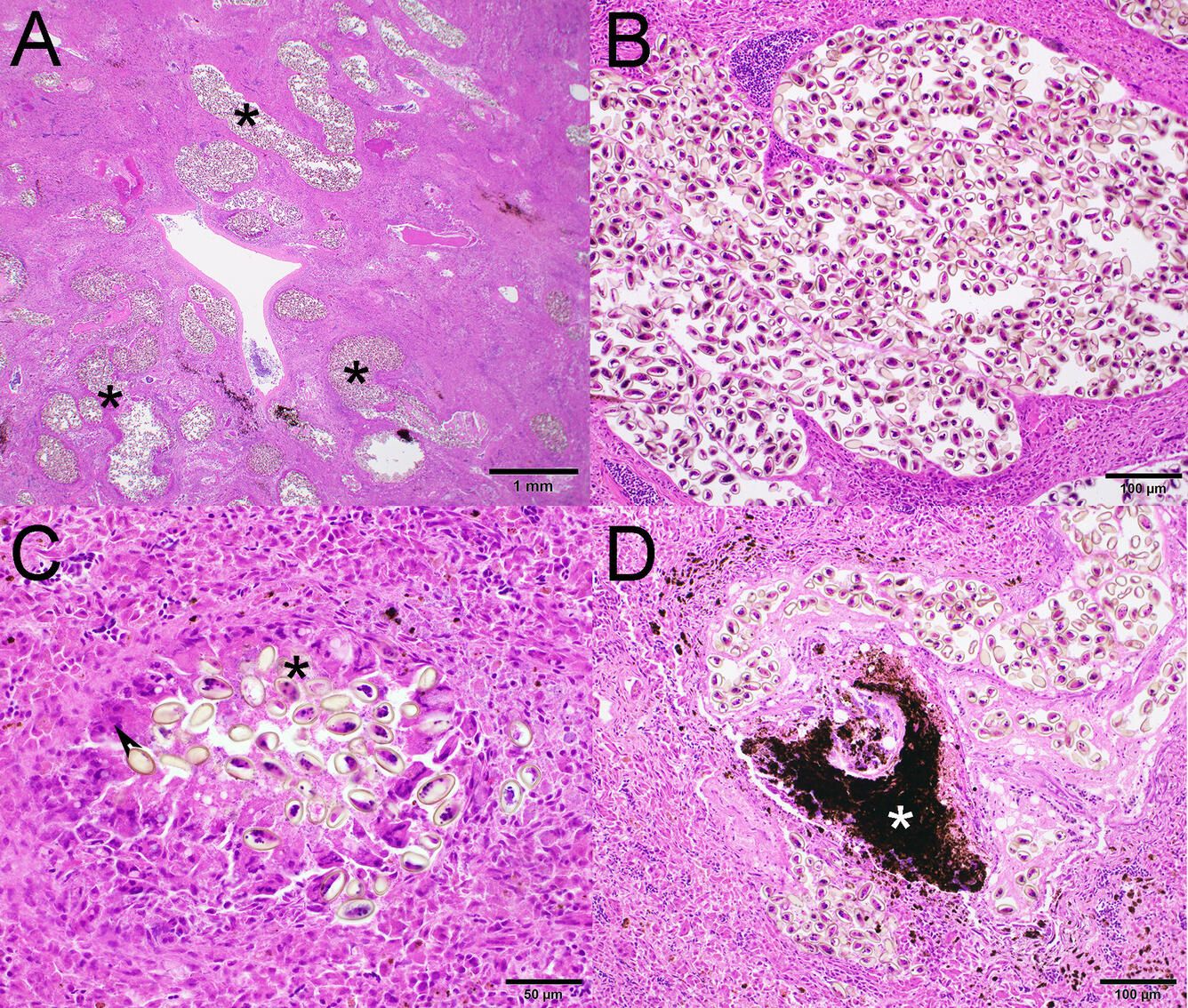 Figure 2. Photomicrographs from a Bald Eagle (Haliaeetus leucocephalus) from South Carolina, USA