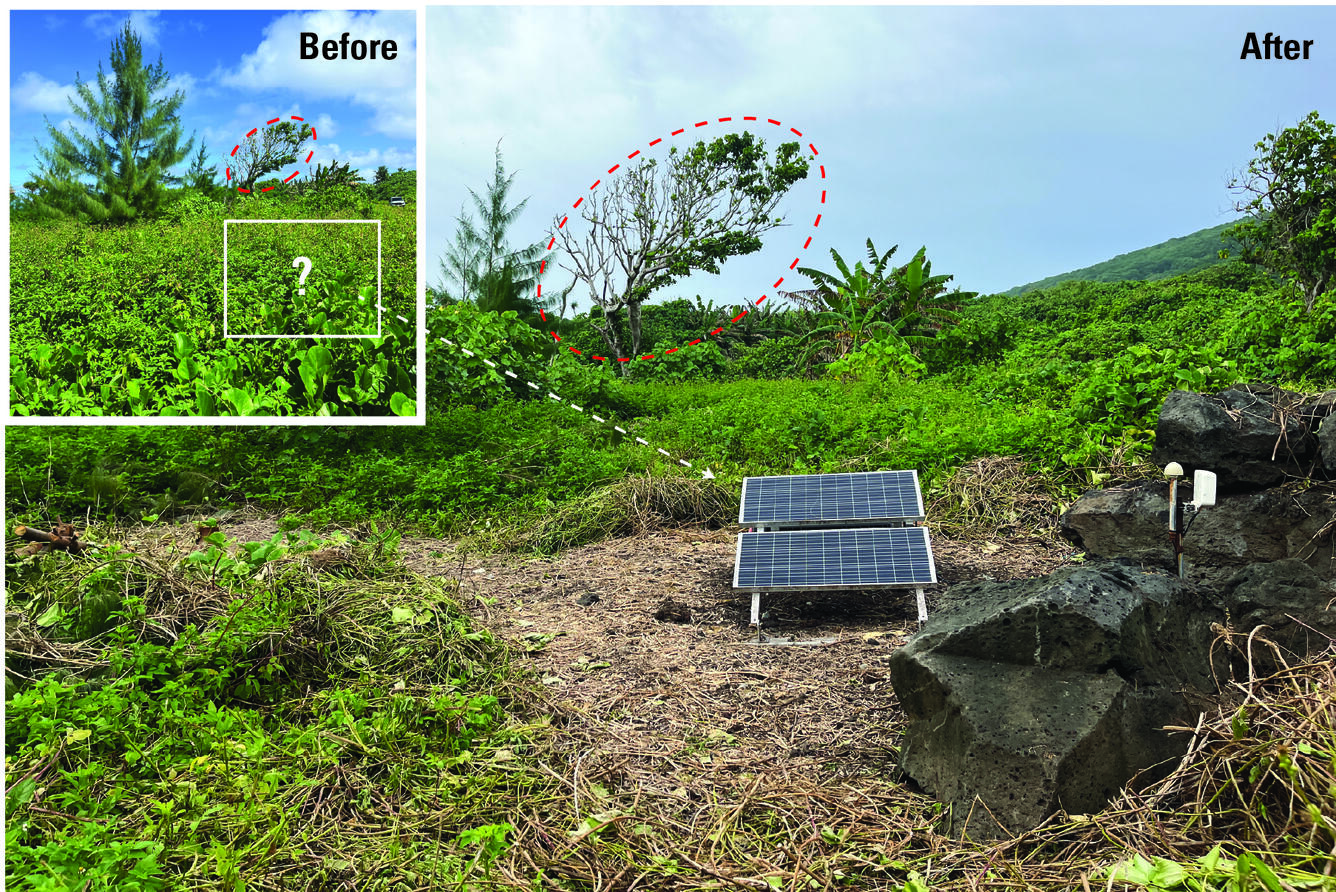 Color photo of before and after images of a solar panel covered and then cleared of plants growing over it. 