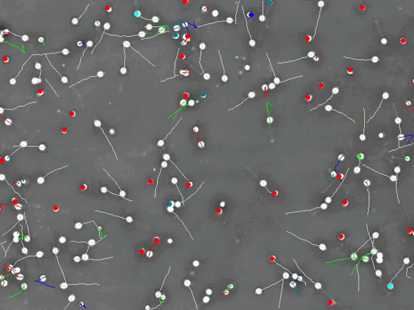 An animated gif with red, white, green, and blue circles with white lines moving on a dark background