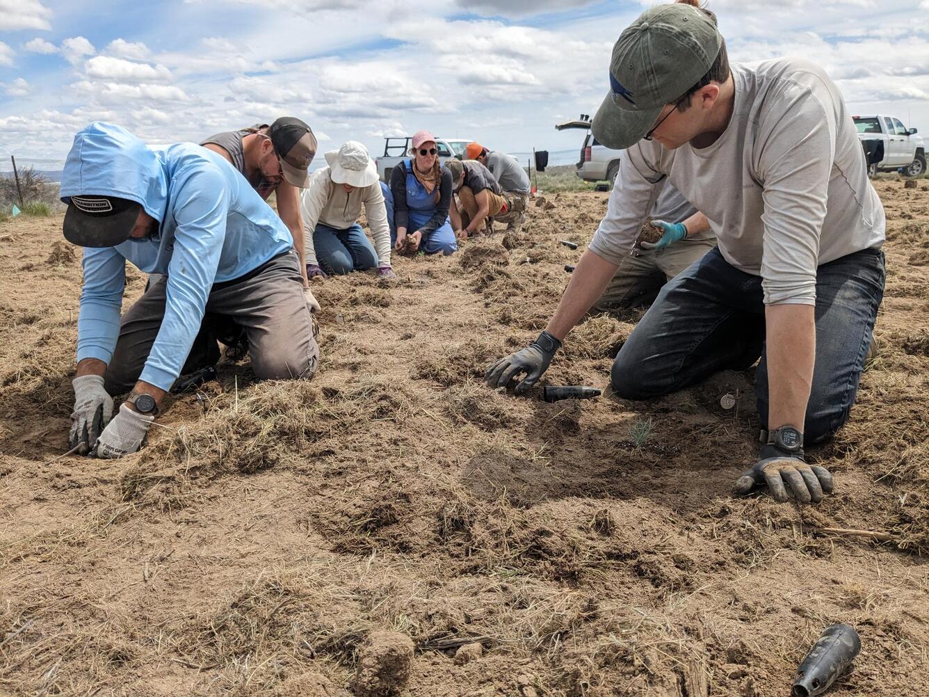 a group of people on their knees with their heads down in the soil planting rabbitbrush