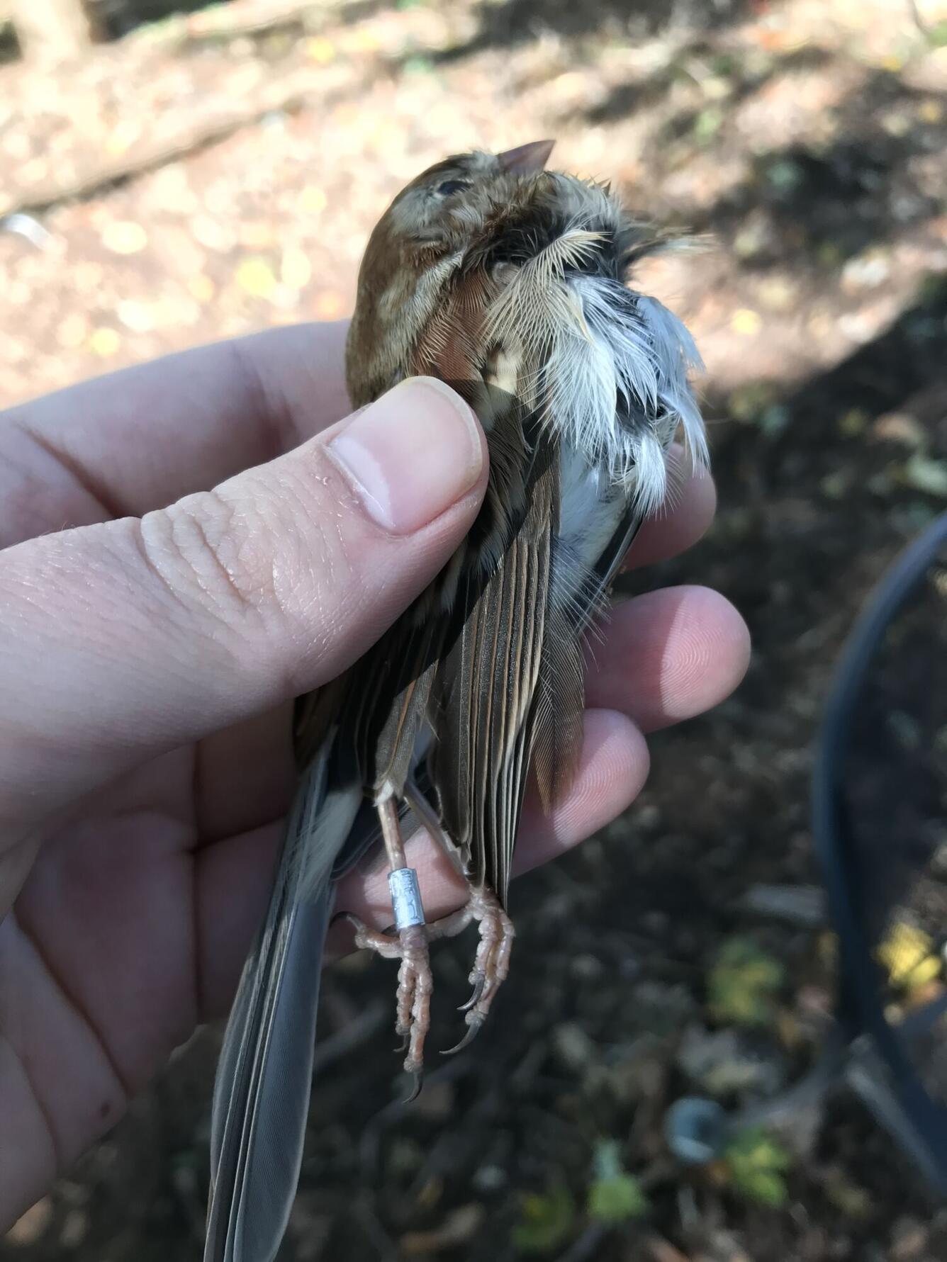 A small brownish bird with a pink bill in the hands of a person that found the bird during a bird collision survey in Newark,