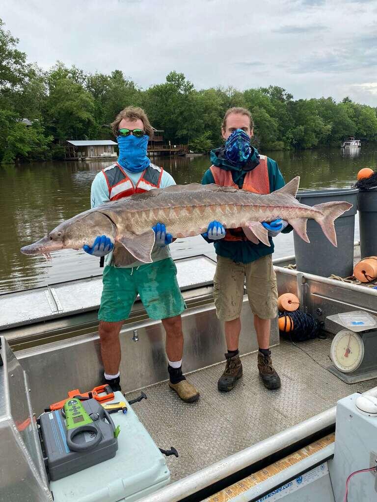 Two graduate students holding a large gulf sturgeon