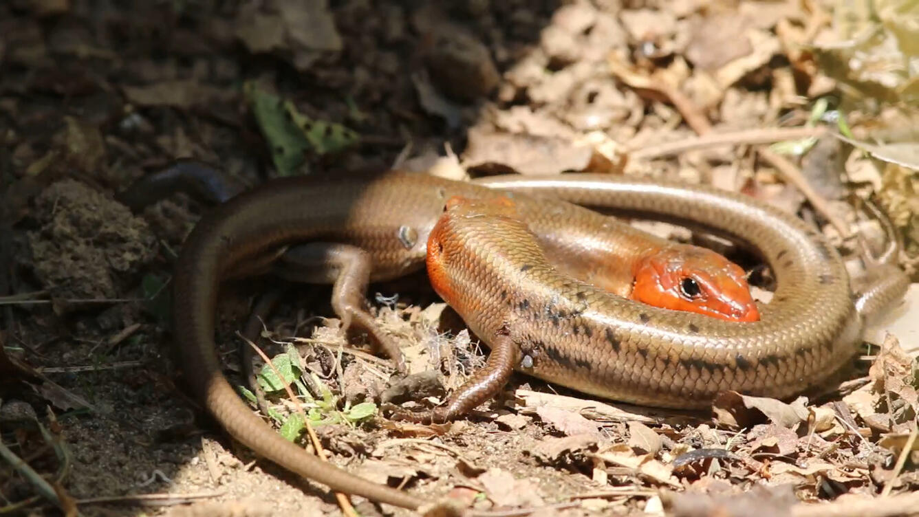 Common Five-lined Skinks with ticks attached