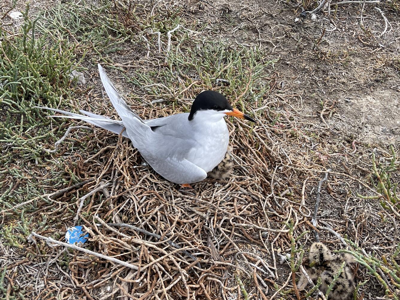 Forster's Tern on a Nest