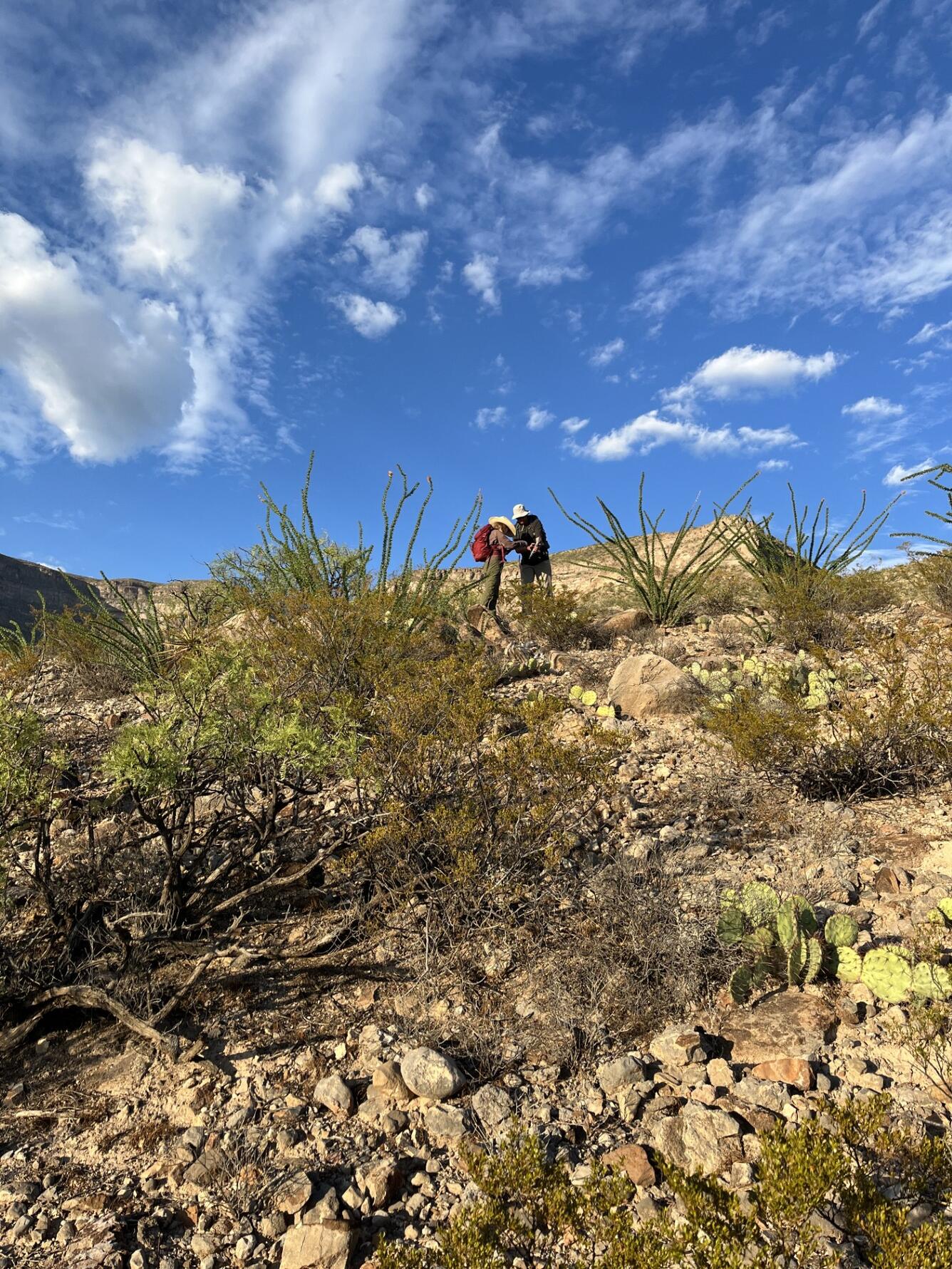 Two people standing in a desert/rocky landscape with low vegetation and several cactii. 