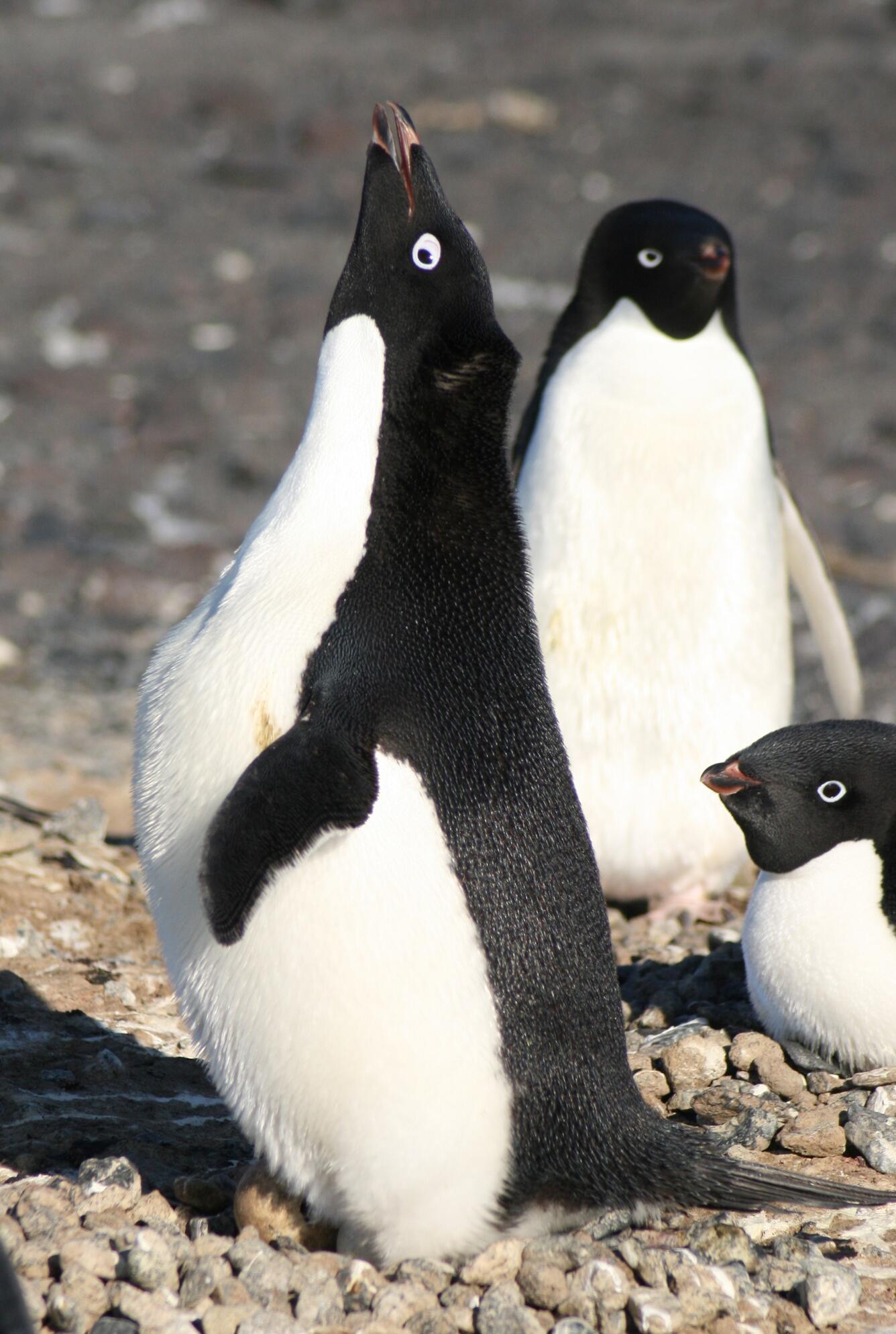 three black and white Adélie penguins standing on small tan pebbles