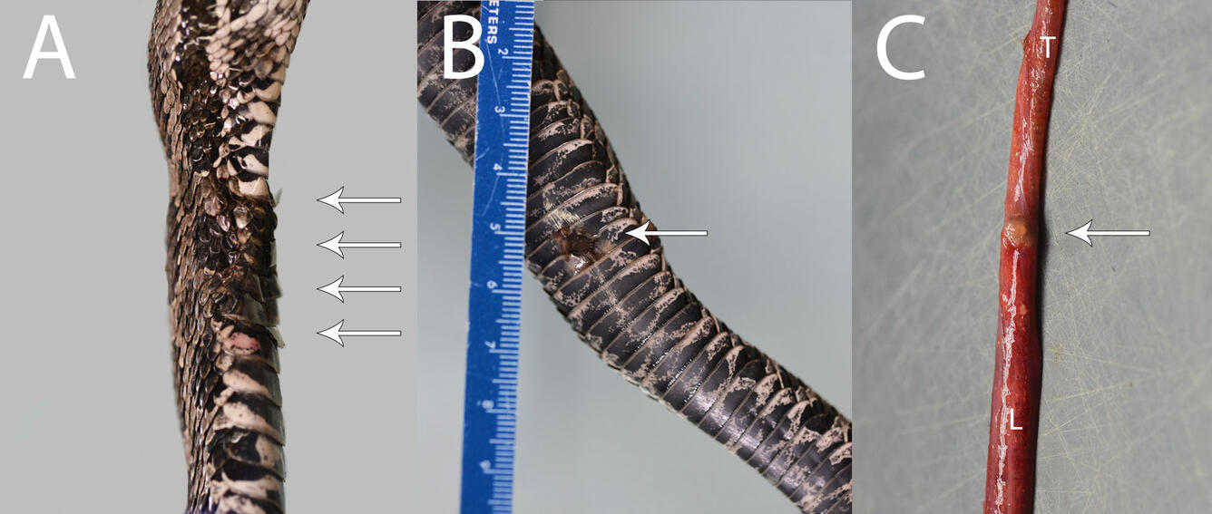 Photos of eastern massasauga rattlesnake showing discolored scales and nodule on lung.