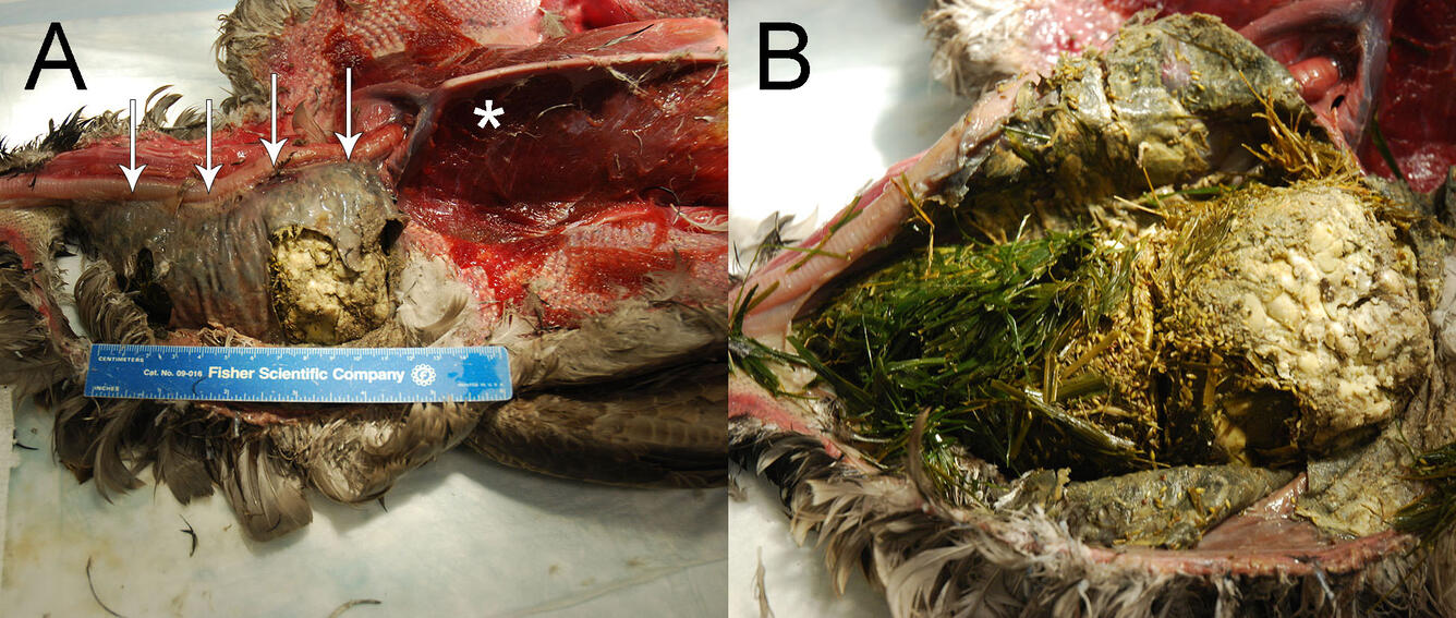 Photographs from a Canada Goose showing esophageal impaction.