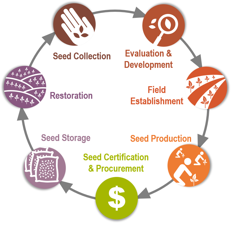 Figure that describes the steps for developing a native seed for restoration.