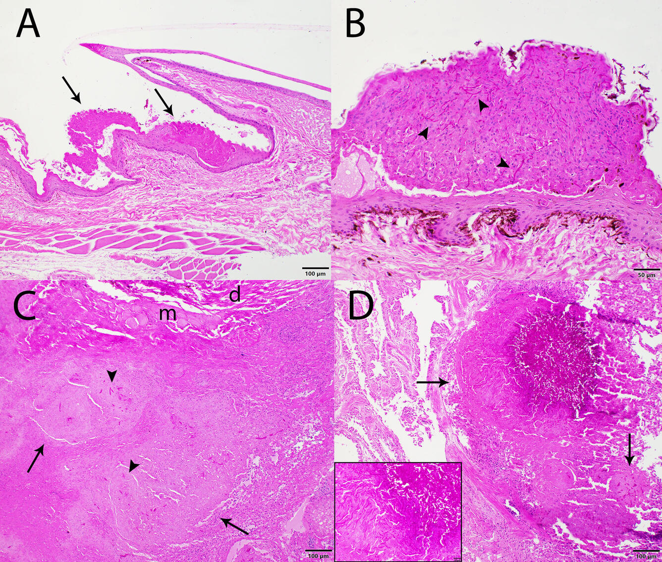 Photomicrographs from an eastern massasauga rattlesnake showing necrosis and fungal hyphae.