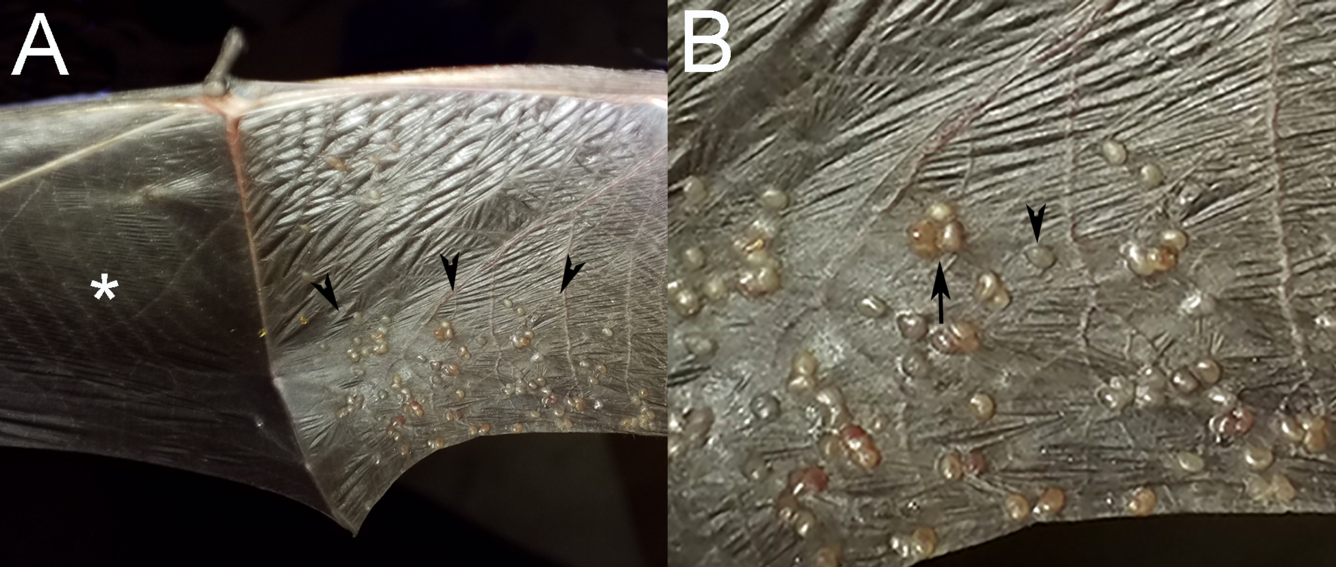 Photos of the patagia from a Little Brown Bat showing tan nodules.