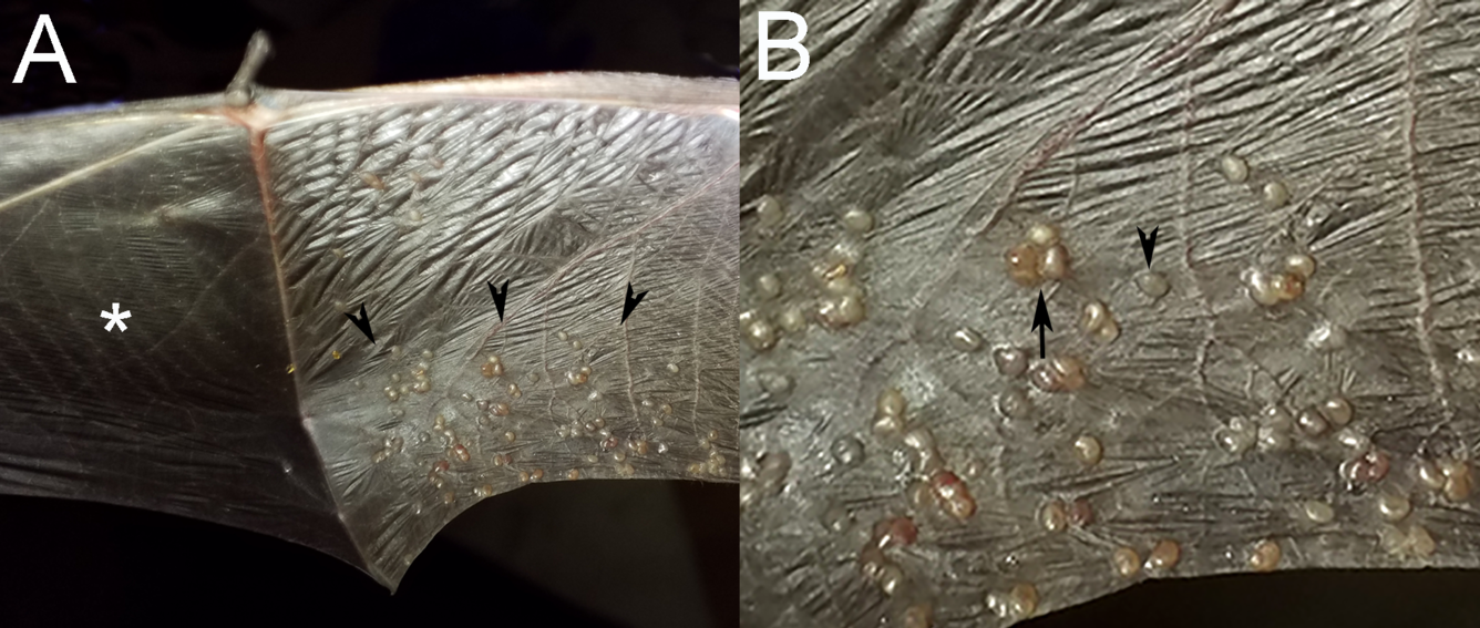 Photos of the patagia from a Little Brown Bat showing tan nodules.