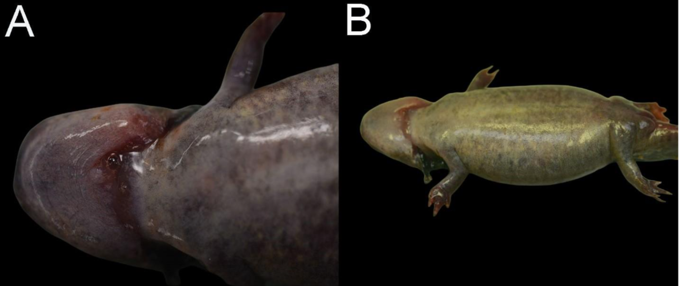 Photomicrographs of a Barred Tiger Salamander (Ambystoma mavortium) found dead Idaho, USA.