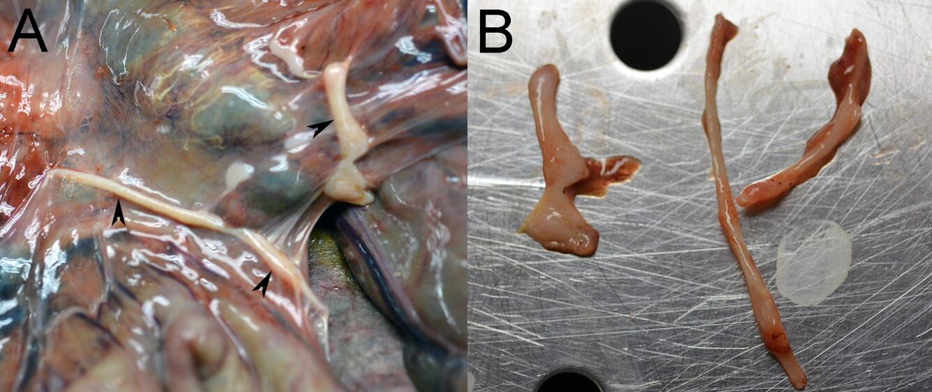 Photographs from a Northern Sea Otter (Enhydra lutris kenyoni) from Washington, USA
