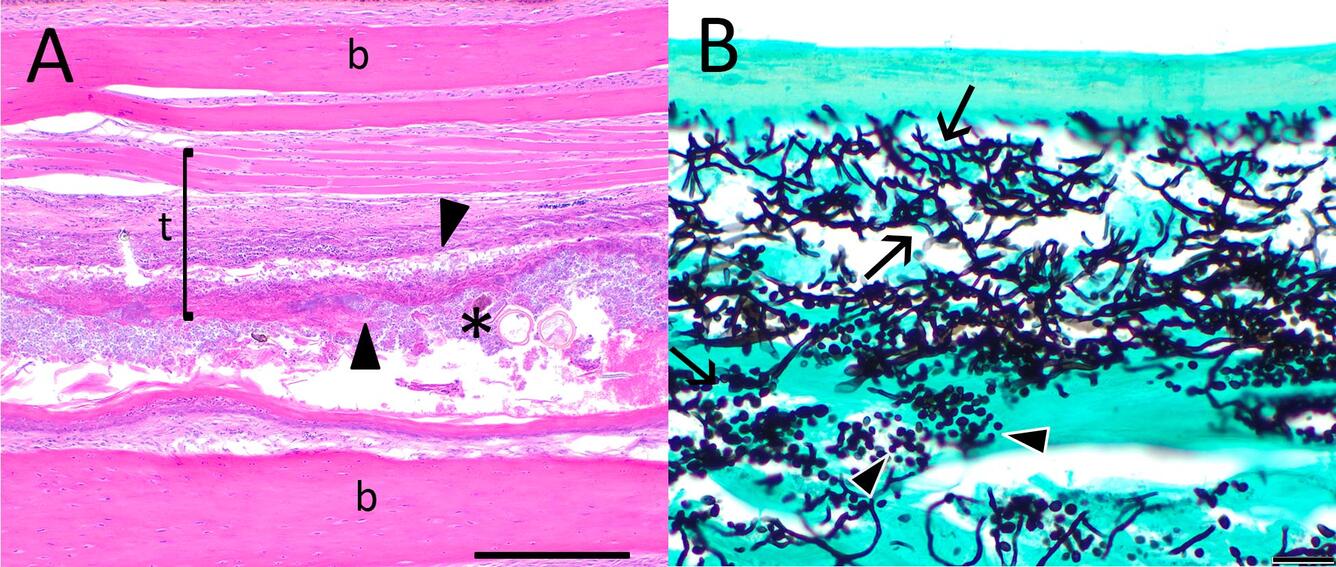 Photomicrographs from a Broad-Tailed Hummingbird (Selasphorus platycercus) collected from Arizona, USA.