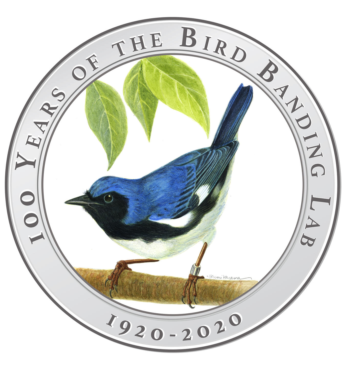 Illustration of a Black-throated Blue Warbler wearing a federal leg band standing, title text surrounds image in circle