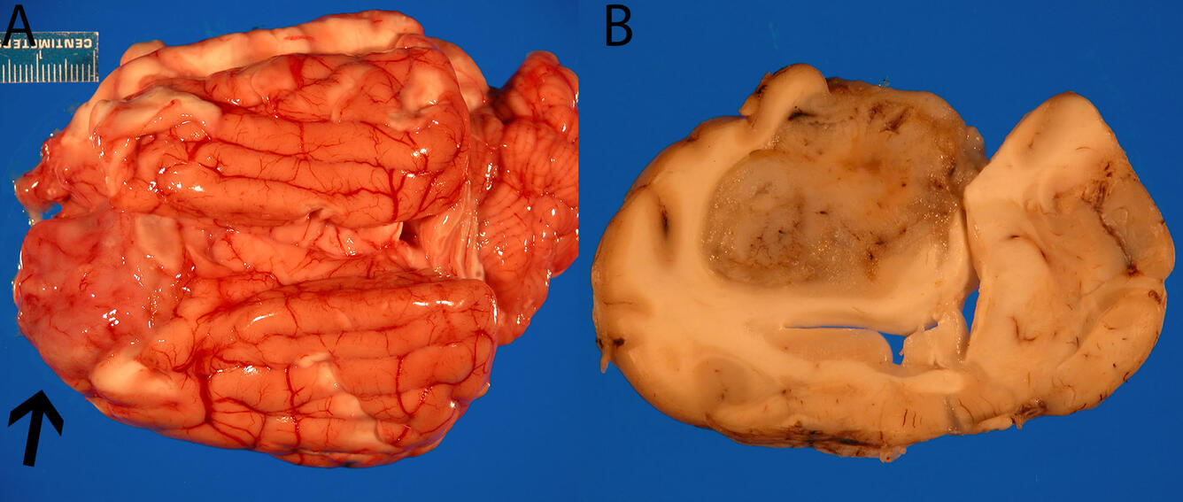 Photographs of Mexican wolf brain showing lesions.