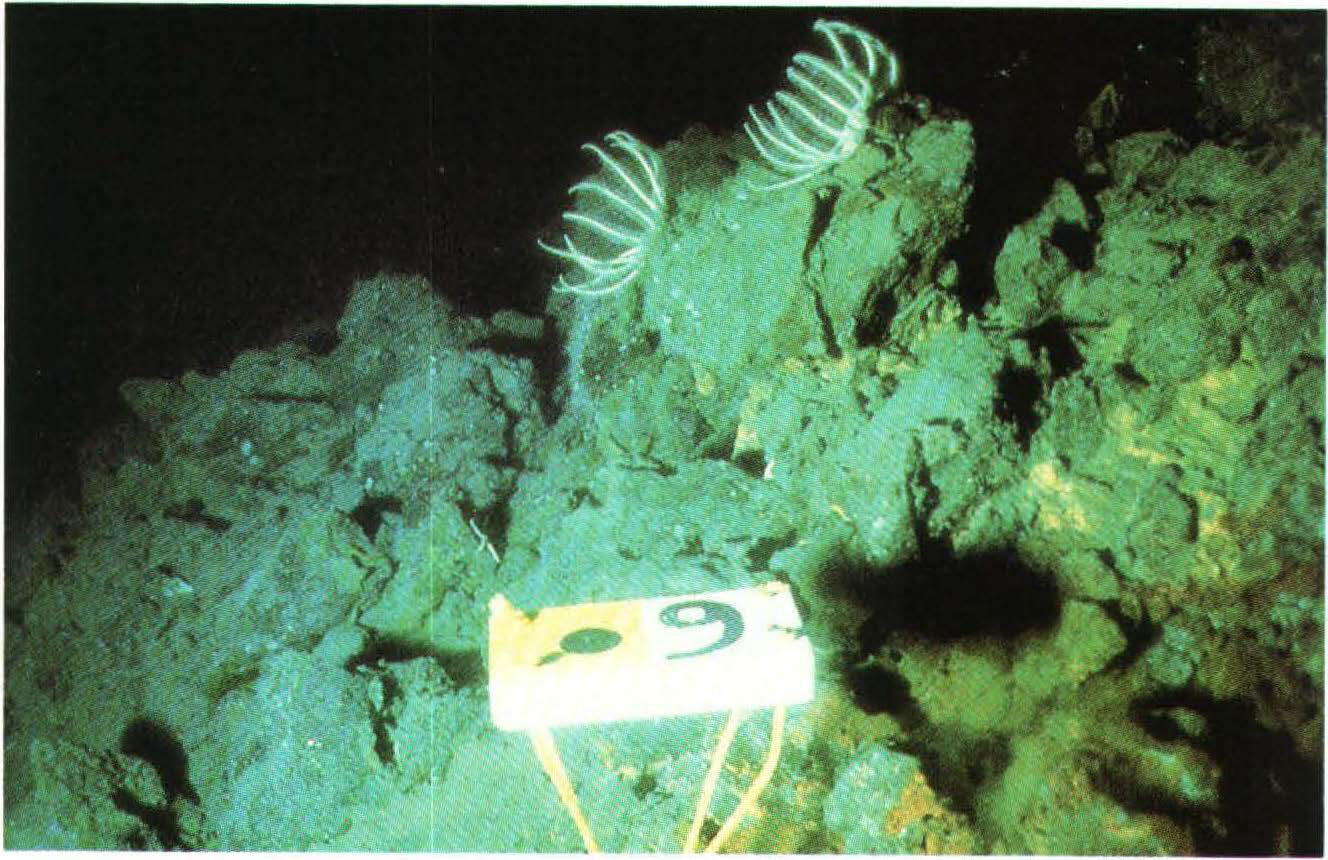 Photo of seafloor shows sulfide mound and talus