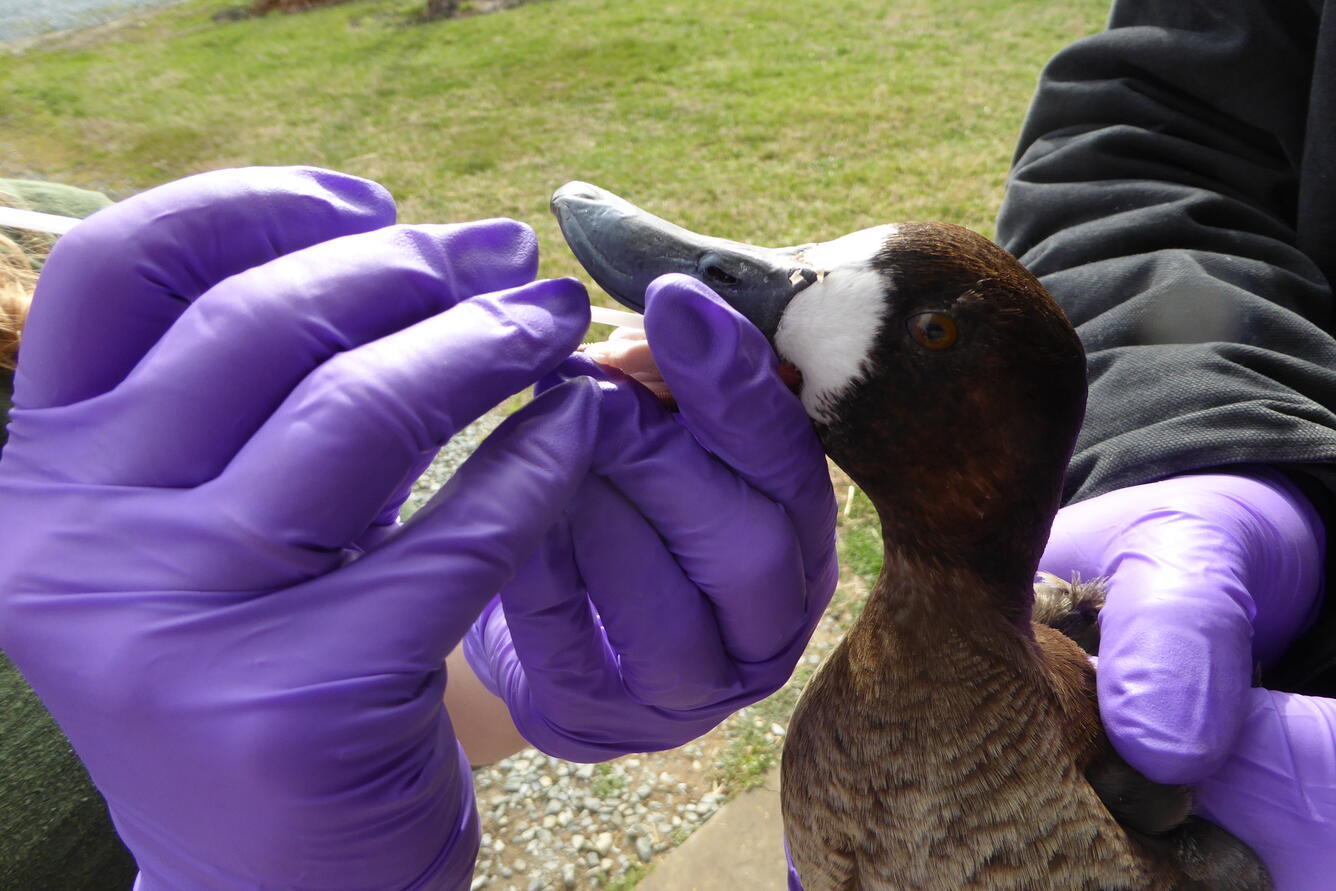 Female Lesser Scaup receiving an oropharyngeal swab.