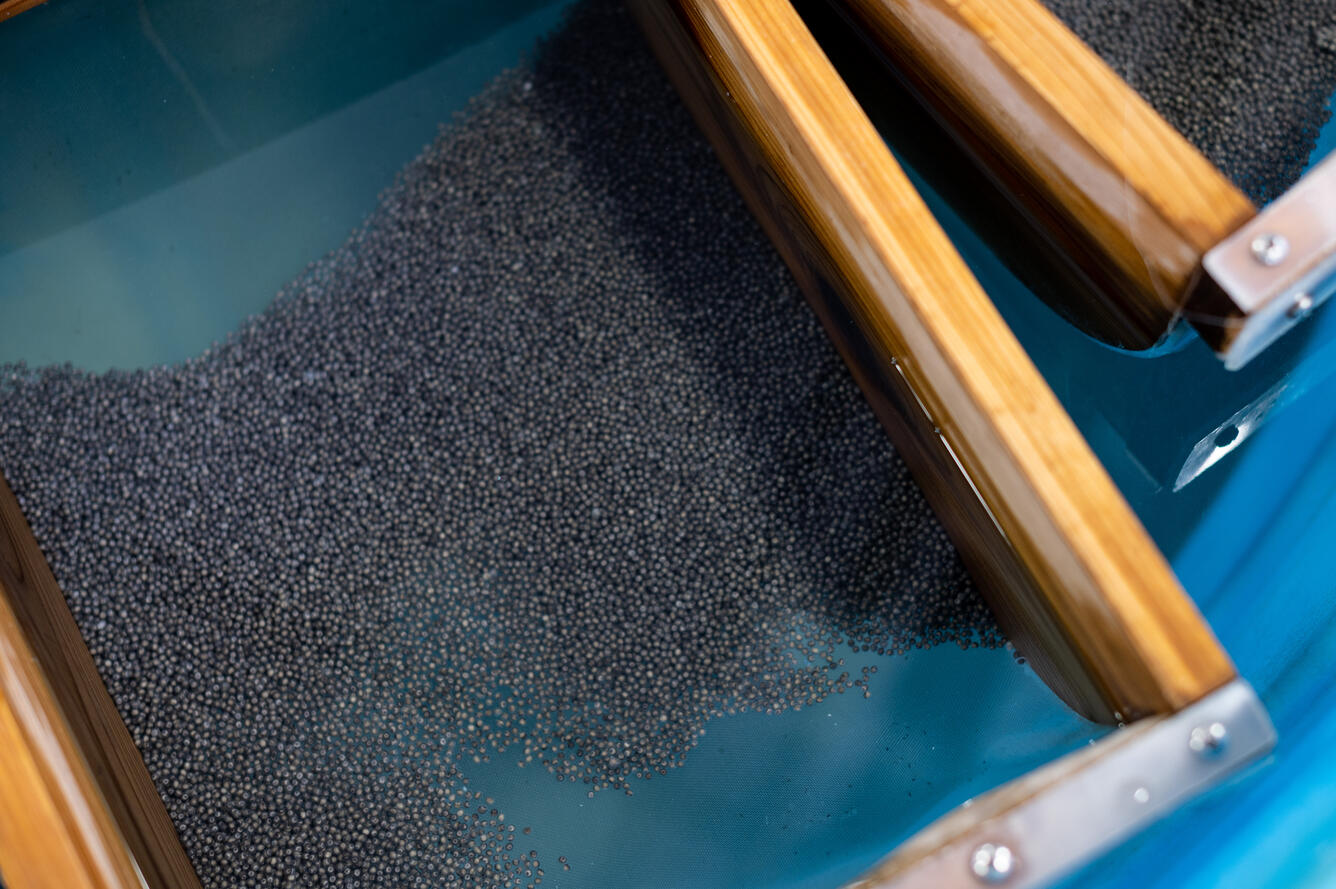 photo of newly fertilized pallid sturgeon eggs
