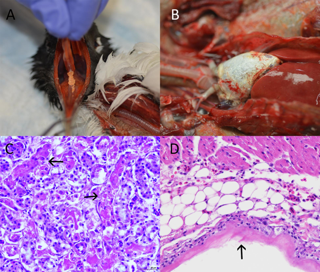 Figure 1A. Oral cavity: A sublingual plaque of necrotic material is adhered to the oral mucosa of a Laughing Gull (Leucophaeu