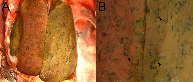 Figure 1. Photographs from a Bald Eagle A from South Carolina, USA.