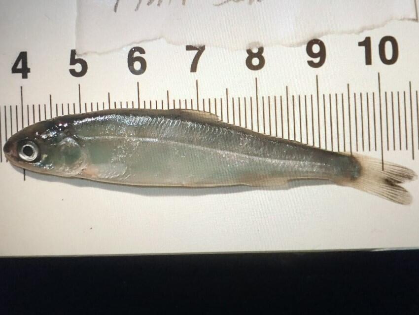 Photo of the juvenile Chum salmon under a ruler to show size. First confirmed successful reproduction of Pacific salmon, AK