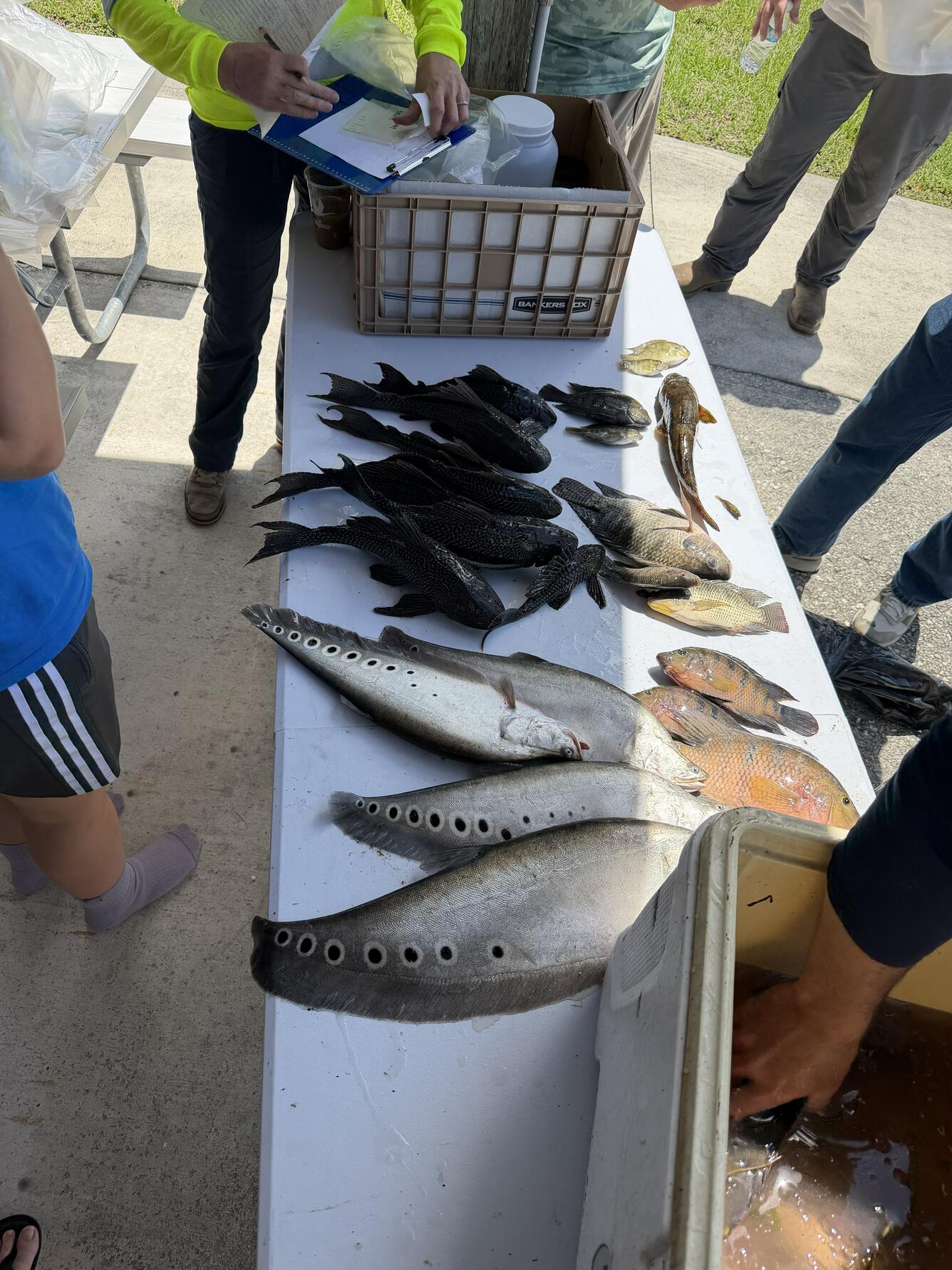nonnative fish are shown laying on a table as someone standing nearby records the data on a paper on a clipboard