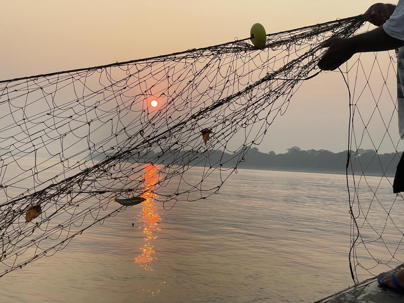 A fisher retrieving a fishing net.