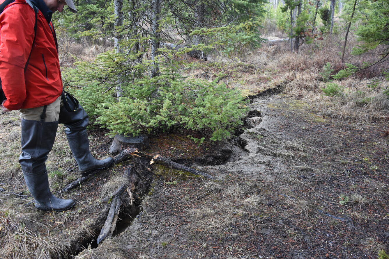 A person stands next to a ground fissure, several feet long and a few inches wide, in a forested area