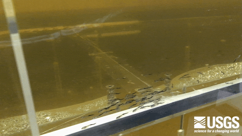 Pallid sturgeon free embryos (11 days post-hatch) during preliminary design studies in the EcoFlume at Saint Anthony Falls 