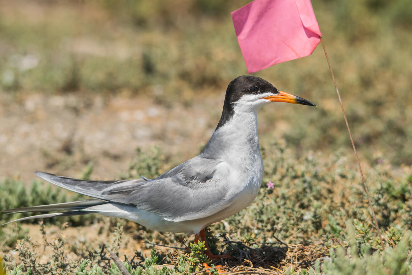 Forster's Tern with flag