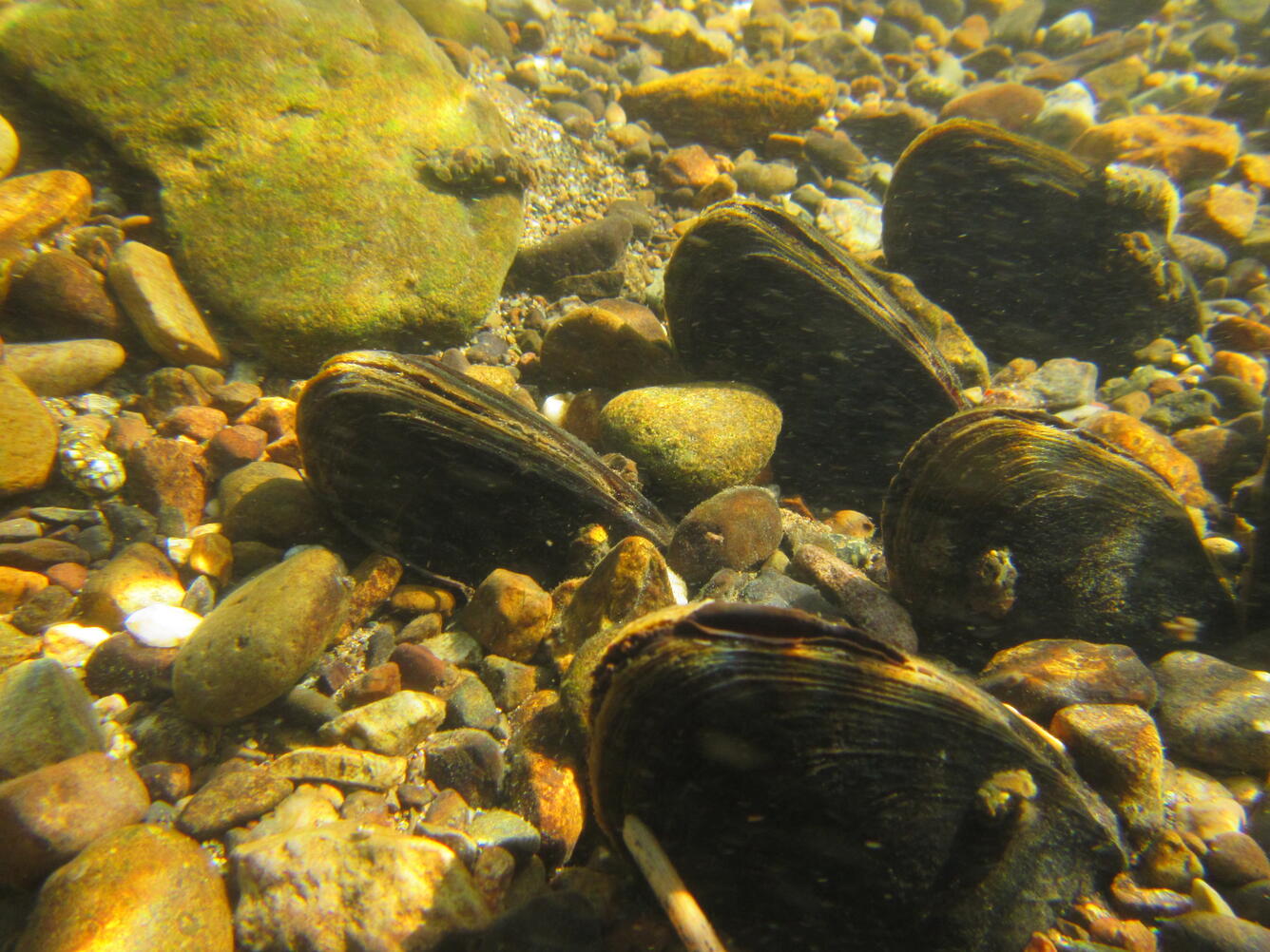 Western Pearlshell mussels