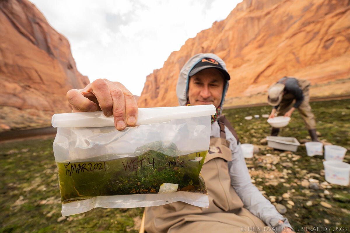 Scientist on shore and in waders holds up a clear bag full of green algae and insects sampled from Glen Canyon National Recreational Area