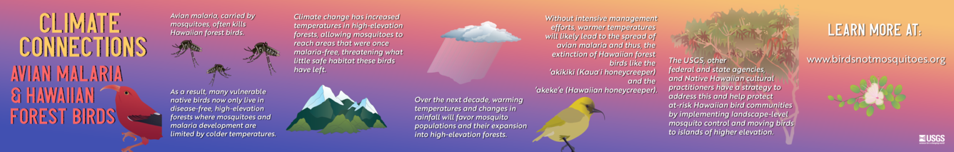 A panoramic style infographic that discusses how climate change affects Avian Malaria and Hawaiian Forest Birds.