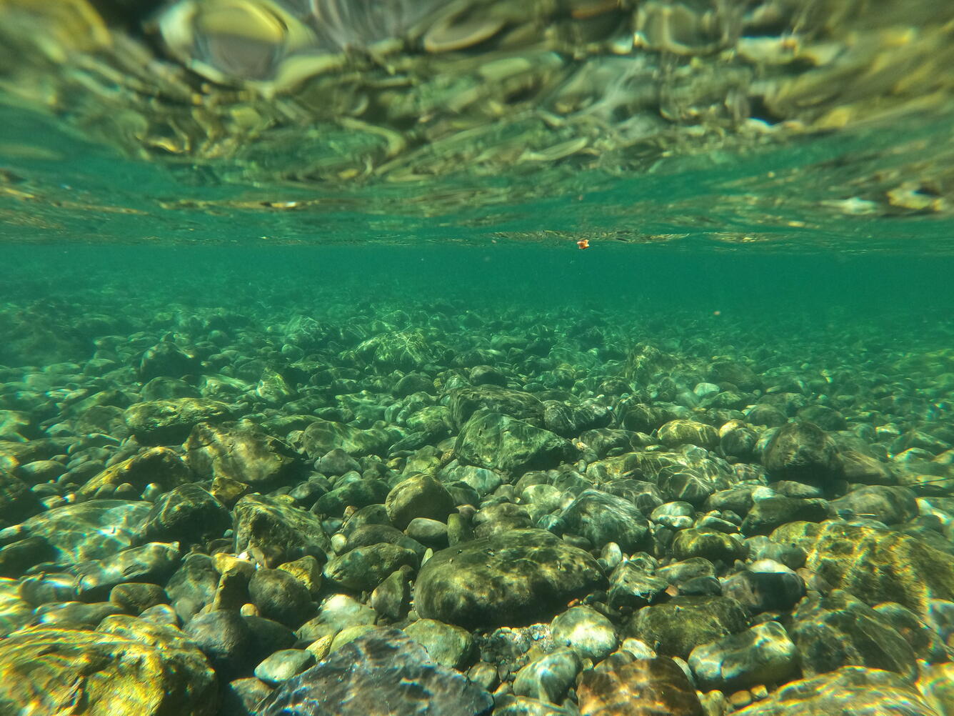 underwater view of river cobbles. Light from the surface illuminates green-blue water