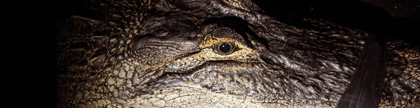 An American alligator eye