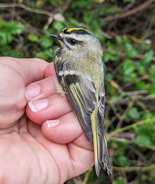 A tiny bird in the hand, with a bright yellow crest 
