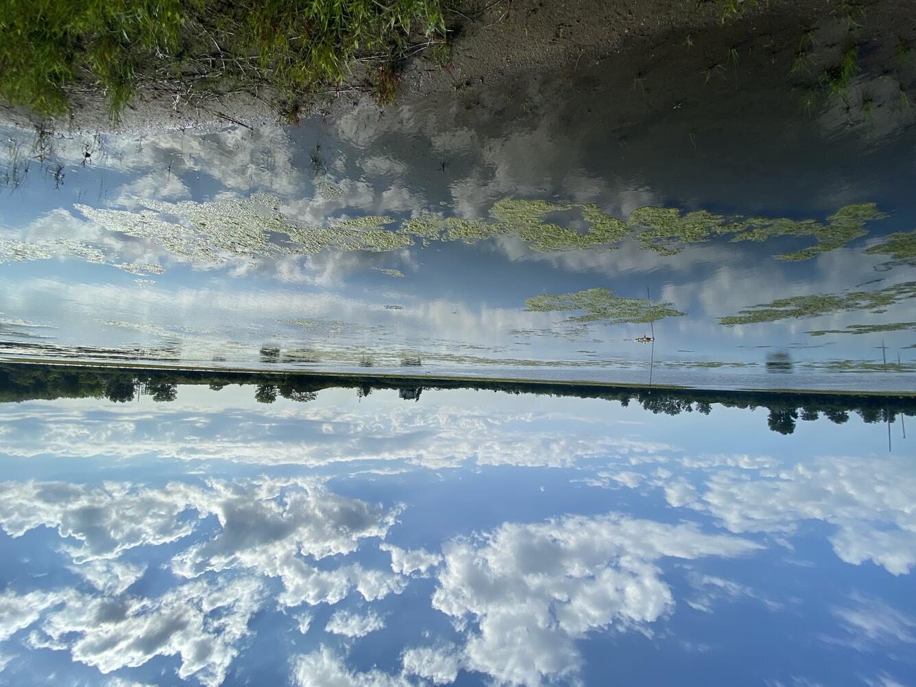 The blue sky is reflected in the water, disrupted by large green algal mats.