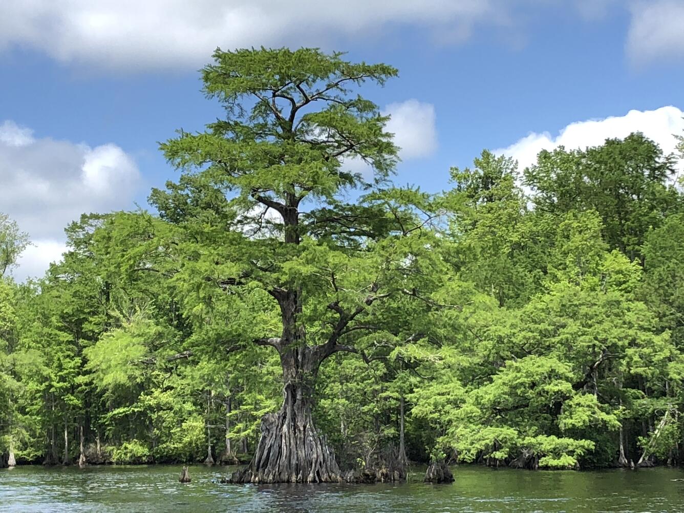 A very tall cyprus tree rises out of the water.  It's trunks spreads into a large fan near the surface.