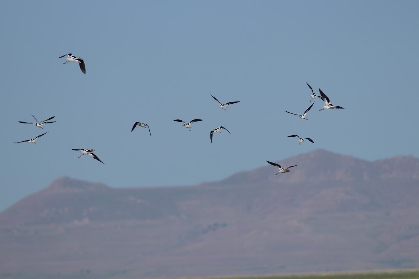 many avocets flying with mountains in the background