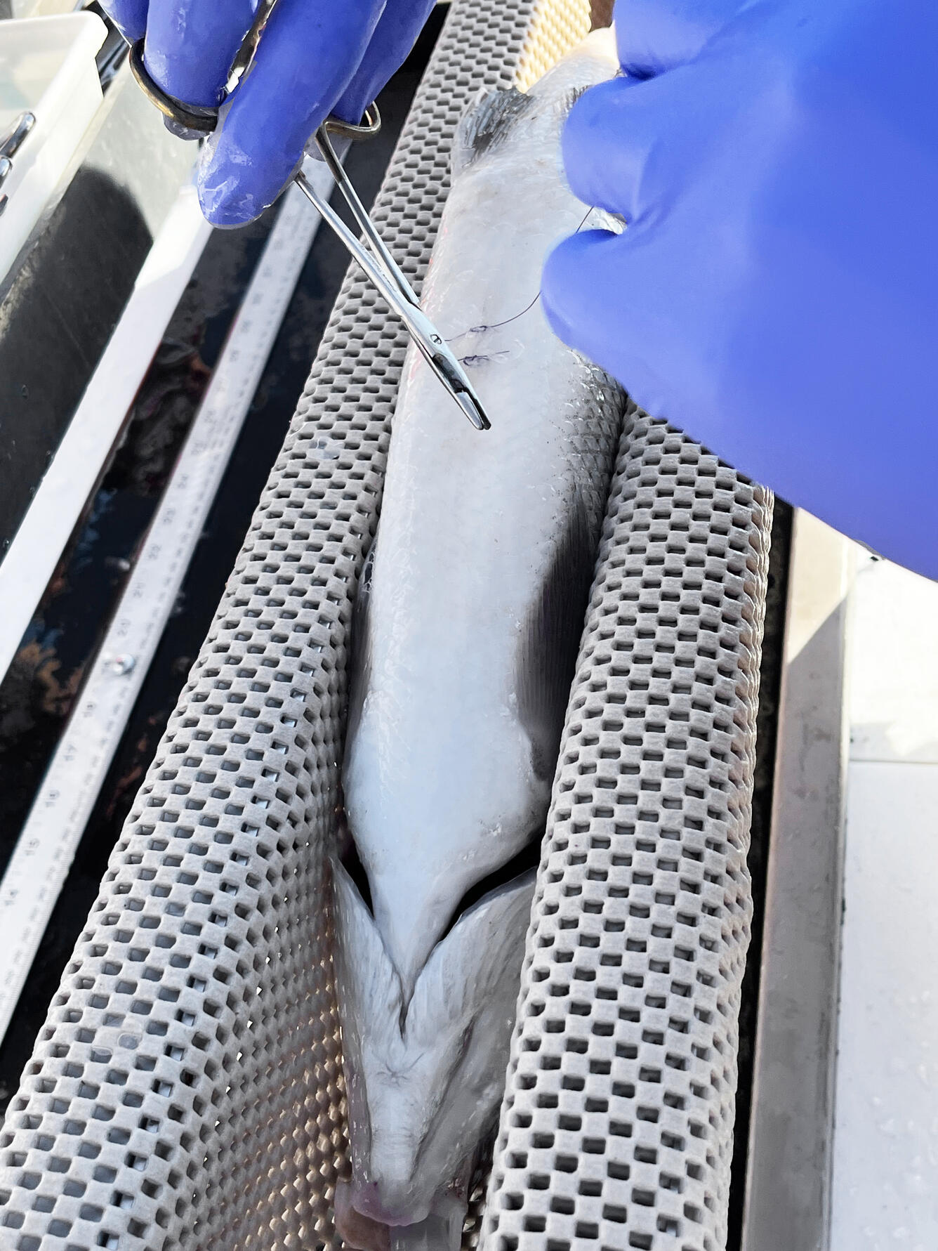 Fish being sutured after an acoustic tag is implanted in the abdomen